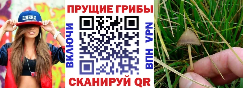 купить наркотики сайты  Заозёрск  Галлюциногенные грибы GOLDEN TEACHER 